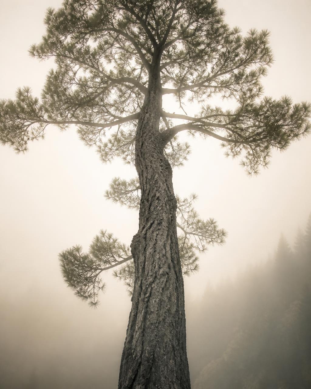 Grand arbre du tronc à la cime dans la brume